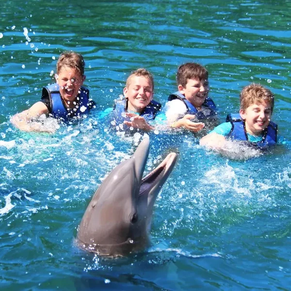 Dolphin Watching Near Primošten