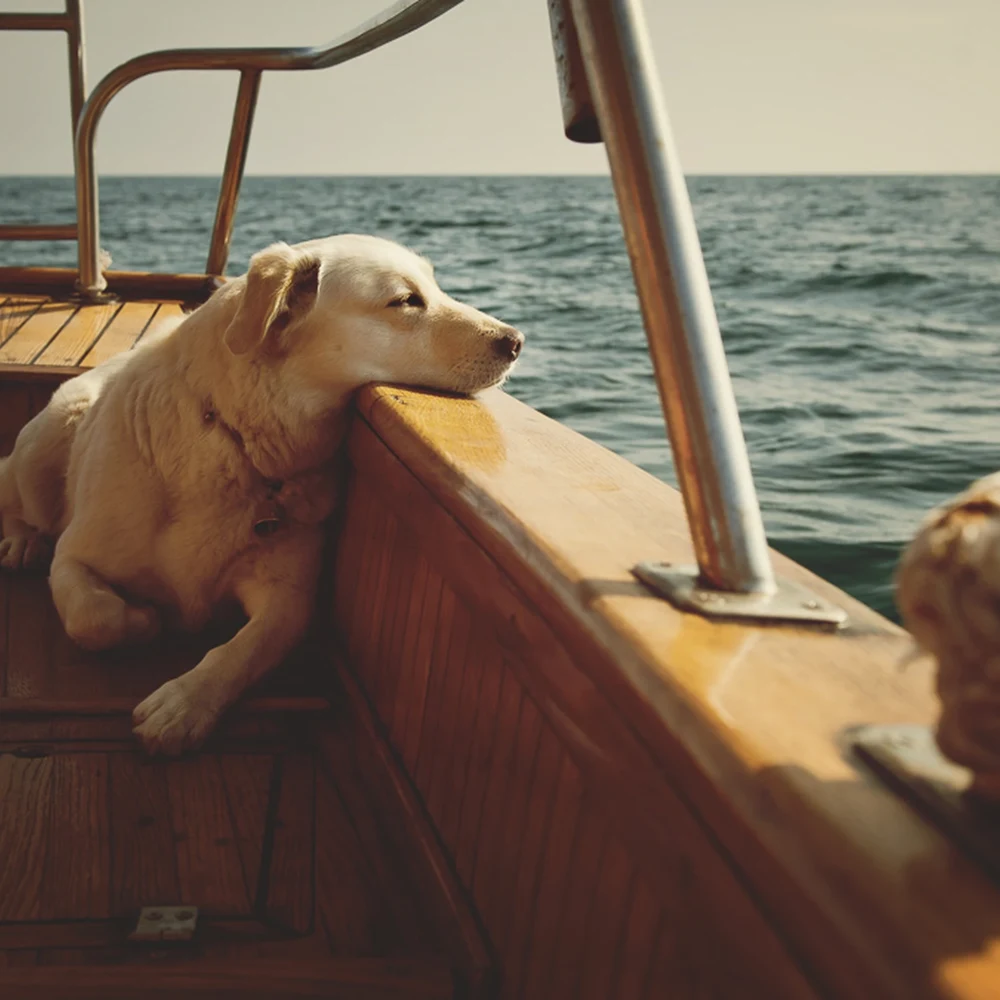 Sailing with Pets: Guide to Life at Sea with Your Furry First Mate