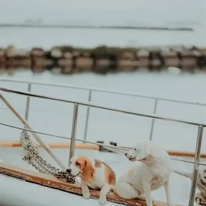 Sailing with Pets: Guide to Life at Sea with Your Furry First Mate